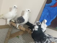 3 adet hünkari 1 mısıri güvercin