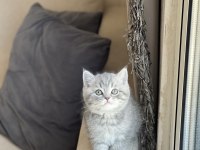 Güzel Bebeğim Oyuncu British Shorthair Yavrum 