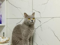 British Shorthair Yeni Yuvasını Arıyor