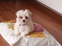3 aylık Maltese karma aşıları tam