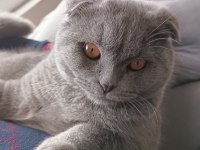 Scottish Fold 7 aylık oğlumuz yeni evini arıyor