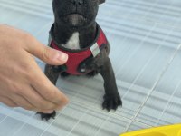 4 aylık french bulldog sorunsuz