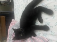 Bombay kedimiz bolu