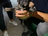 Safkan french bulldog