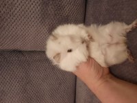 Peruvan ginepig yavrusu