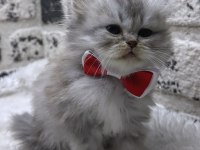 MÜKEMMEL KALİTE IRK GARANTİLİ İRAN Chinchilla YAVRUMUZ