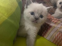 Blue Point British Shorthair