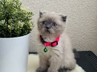 Scottish Fold Bluepoint