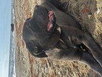 9 AYLIK SAFKAN CANE CORSO DİŞİ KISIRLAŞTIRMA YAPILMADI
