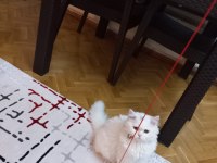 British longhair pamuk uysal kedicik