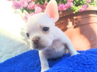 Güzeller güzeli french bulldog kızımız