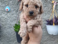 Erkek poodle bebek