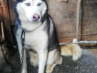 HUSKY KÖPEĞİMİZE YENİ YUVA ARIYORUZ