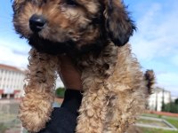 MALTİPOO BEBEĞİM