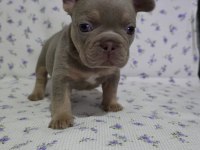 New Shade Isabella Tan French Bulldog