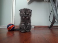 Scottish fold erkek bebeğimiz