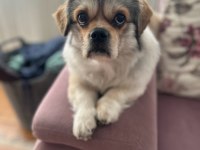 Shih Tzu Erkek Köpeğimiz
