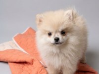 Minik Panda Köpeğimiz