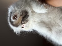 SAFKAN persian Sadece en iyisini isteyenler için