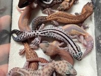 EVRAKLI FATURALI GECKOLAR