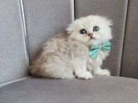 Scottish fold erkek