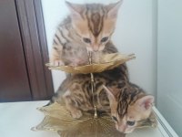 Bengal yavrular