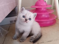 Safkan british shorthair yavrularımız