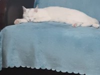 British shorthair kedimize yuva arıyoruz