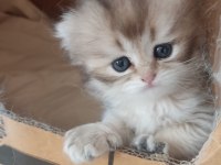Safkan british longhair bebekler