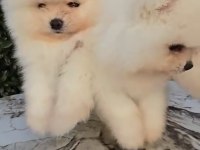 Irk Ve Sağlık Garantili Pomeranian Boo Bebekler