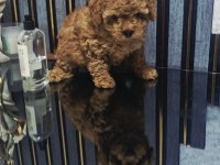 Küçük boy toy poodle değerlendirmeden geçmeyin