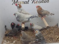 Her türden mutasyon jumbo zebra finch