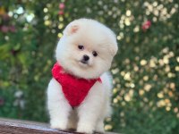Yavru pomeranian boo