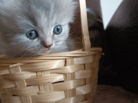 British longhair uygun puanlı