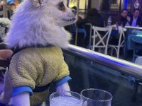 Pomeranian Dişi Köpeğim