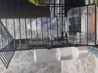 3 adet üretime uygun muhabbet kuşu