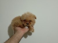 Mini boy tea cup Maltipoo yavrumuz ırk garantili teslim
