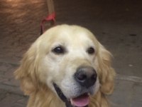 Erkek Golden Retriever