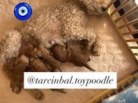 Ev doğumu toy poodle bebekler
