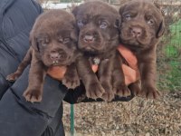 Labrador Yavrularımız