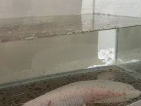 Beyaz albino axolotl