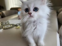 Silver point british longhair ny1233 blue eyes