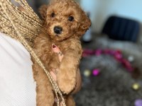 Toy Poodle 15 aylık yavrular