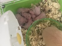 Anne Hamster Ve Yavrular