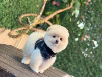 En tatlı Pomeranian Boo