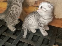 16 nisan doğumlu yavrular scottish fold