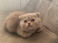 Top Kafa Gri Scottish Fold ve Silver British Shorthair