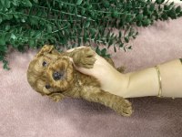 Toy poodle bebekler