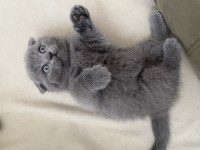 British shorthair yavrularımız yuvalarına gitmeye hazır