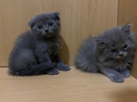 SCOTTİSH VE BRİTİSH 4 ADET ERKEK YAVRU